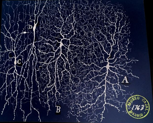 A drawing of Neurogliaform cells by Santiago Ramón y Cajal